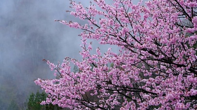 雷雨前的樱花树