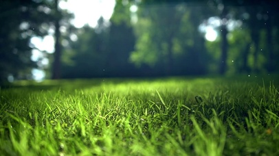 夏日清新草地绿色护眼