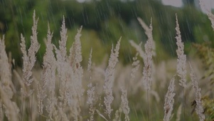 雨中小麦穗