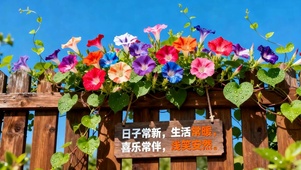 护眼小清新