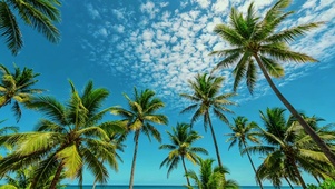 海边椰林