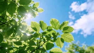 叶隙晴空 护眼