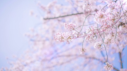 樱花花瓣飞舞