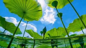 莲叶覆清夏