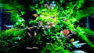 护眼水草鱼