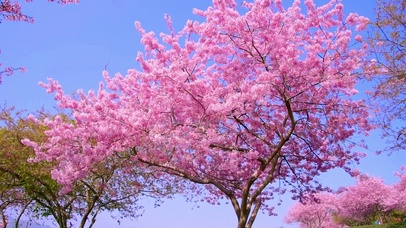 樱花