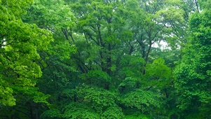 清新护眼雨天绿林