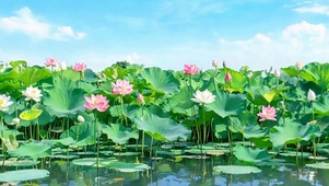 夏天荷花