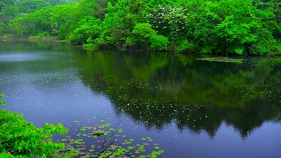 清新自然绿林湖