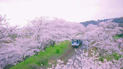 4K唯美日系樱花列车