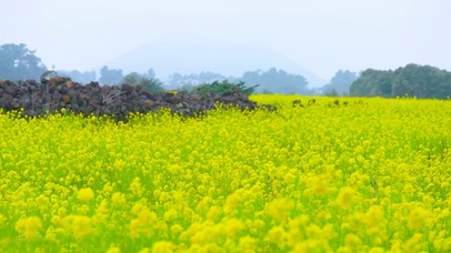 春天放松清新油菜花