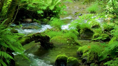 护眼绿草溪流