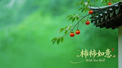 雨天柿子，柿柿如意