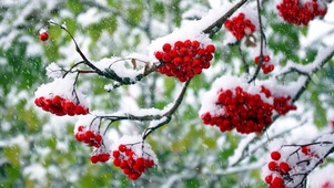 雪天红果