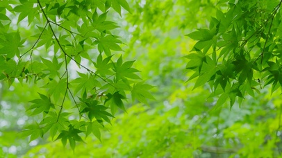 雨天护眼绿叶