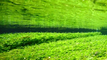 水下绿色梅花藻