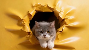 黄皮破洞的喵星人探险家