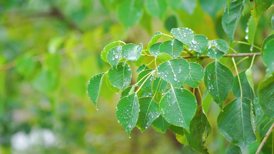 雨天树叶