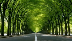 林荫大道