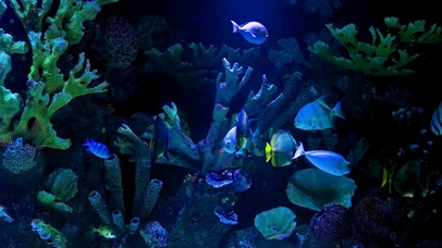 深海水族馆游鱼