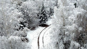 雪松