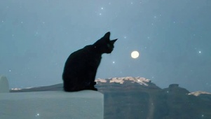 月下黑猫