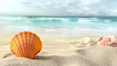 湛蓝唯美海边贝壳