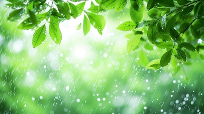 细雨绿叶