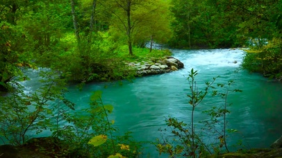 山间绿林流水