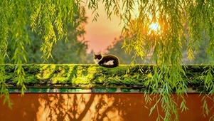 惬意猫咪4K