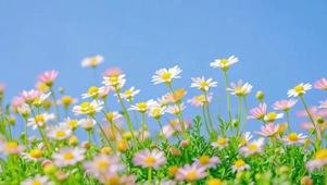 蓝天下唯美的花花