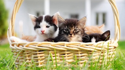 一篮小猫
