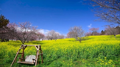 唯美春天油菜花