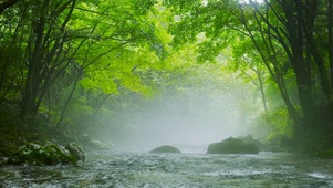 雾水绿林溪流