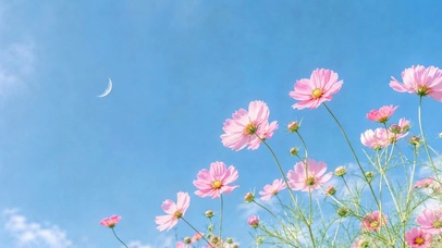 蓝天格桑花治愈小清新风景