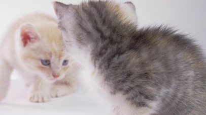 两只可爱的小猫