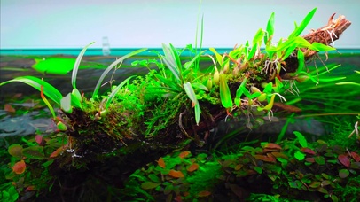 4K枯木水草水族馆