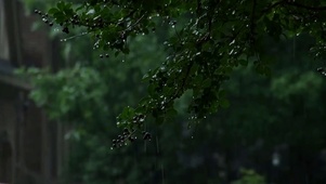 傍晚雨中树