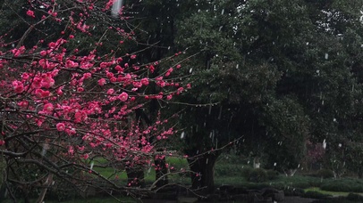 雨中梅