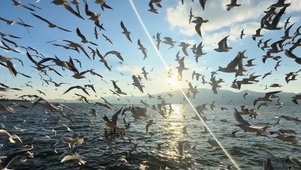 海鸥群飞极其震撼