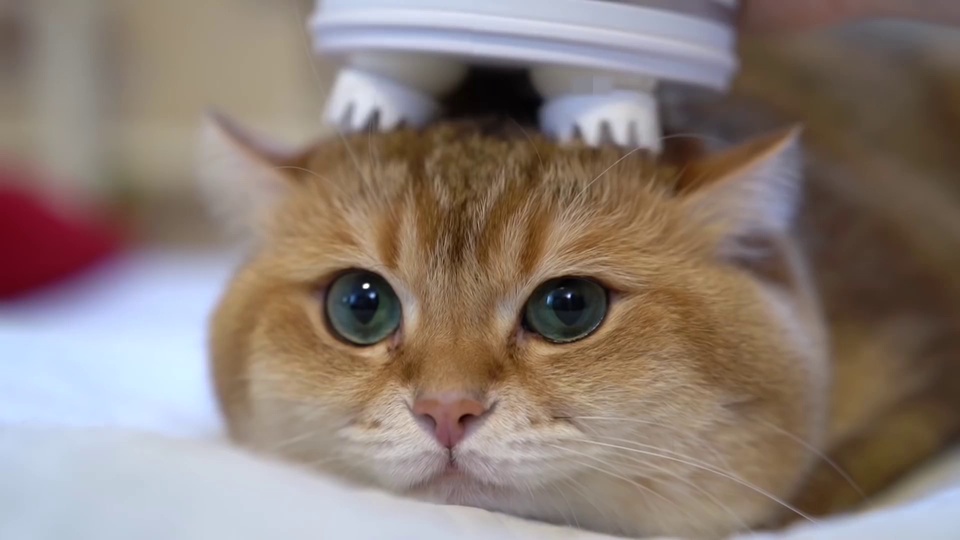 橘金色短毛猫近景特写，蓝绿色大圆眼睛，头顶露出白色按摩梳