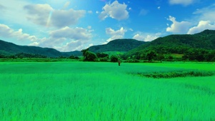 绿色护眼农田美景