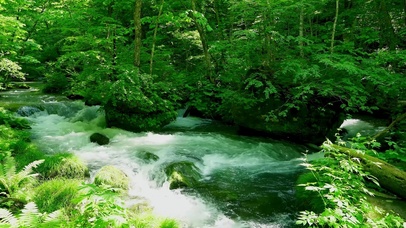 清新护眼绿林溪流