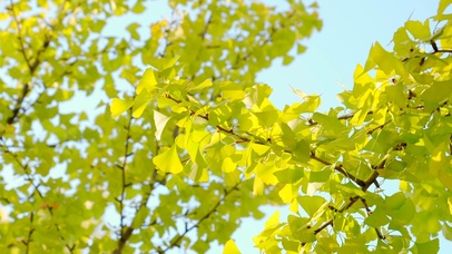 4K唯美秋天银杏