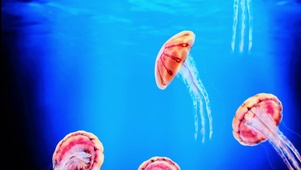 海洋水母