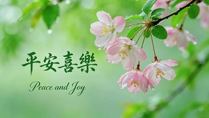 雨中唯美垂丝海棠