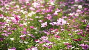 花卉