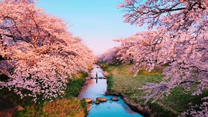 樱花小溪(风景系列)