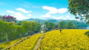 山上的菜花飞