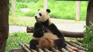 国宝熊猫吃苹果